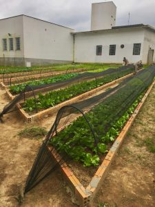 Vale ressaltar, que o projeto da horta do Hospital Materno Infantil Santa Catarina é 100% orgânica e forma um ciclo com uma série de benefícios para nós e o meio ambiente. A compostagem favorece o descarte sustentável, o que diminui a quantidade de lixo encaminhada para os aterros e reduz o custo de coleta e transporte