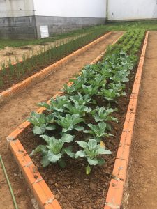 Vale ressaltar, que o projeto da horta do Hospital Materno Infantil Santa Catarina é 100% orgânica e forma um ciclo com uma série de benefícios para nós e o meio ambiente. A compostagem favorece o descarte sustentável, o que diminui a quantidade de lixo encaminhada para os aterros e reduz o custo de coleta e transporte