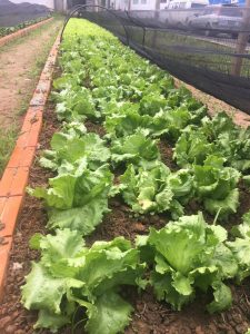 Vale ressaltar, que o projeto da horta do Hospital Materno Infantil Santa Catarina é 100% orgânica e forma um ciclo com uma série de benefícios para nós e o meio ambiente. A compostagem favorece o descarte sustentável, o que diminui a quantidade de lixo encaminhada para os aterros e reduz o custo de coleta e transporte
