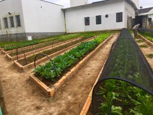 Vale ressaltar, que o projeto da horta do Hospital Materno Infantil Santa Catarina é 100% orgânica e forma um ciclo com uma série de benefícios para nós e o meio ambiente. A compostagem favorece o descarte sustentável, o que diminui a quantidade de lixo encaminhada para os aterros e reduz o custo de coleta e transporte